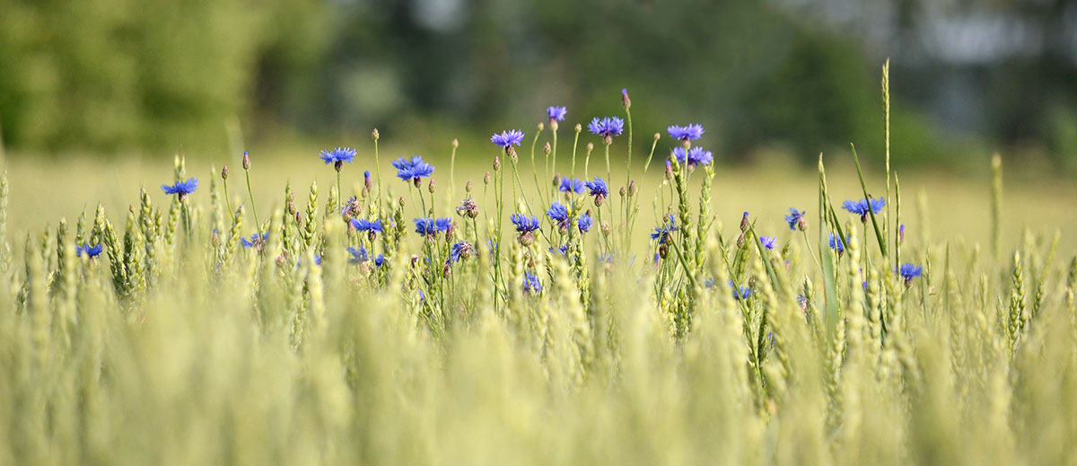 Blue Cornflower Field